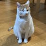 宮本歩